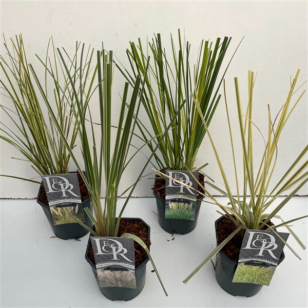 <h4>Graminées Cortaderia Mini Pampas divers</h4>