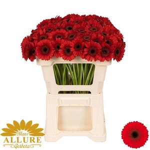 GERBERA MI 'NIRVANA'