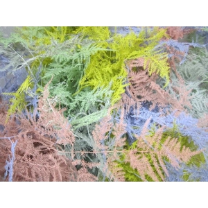 Asp Extra Veer Easter Mix