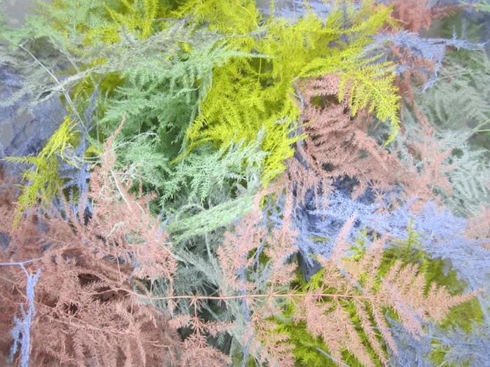 <h4>ASP EXTRA VEER EASTER MIX</h4>