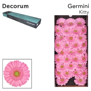 Germini Kitty Doos