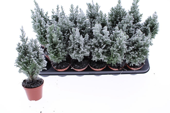 <h4>CHAM L ELLWOODII</h4>