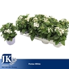Pentas Graffiti White