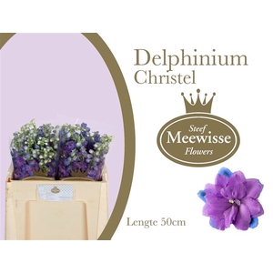 Delphinium Christel