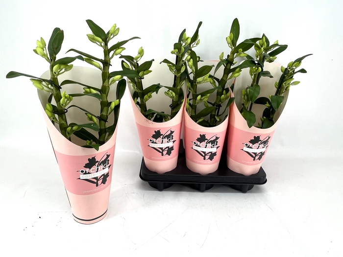 <h4>DENDR N SC APOLLON</h4>