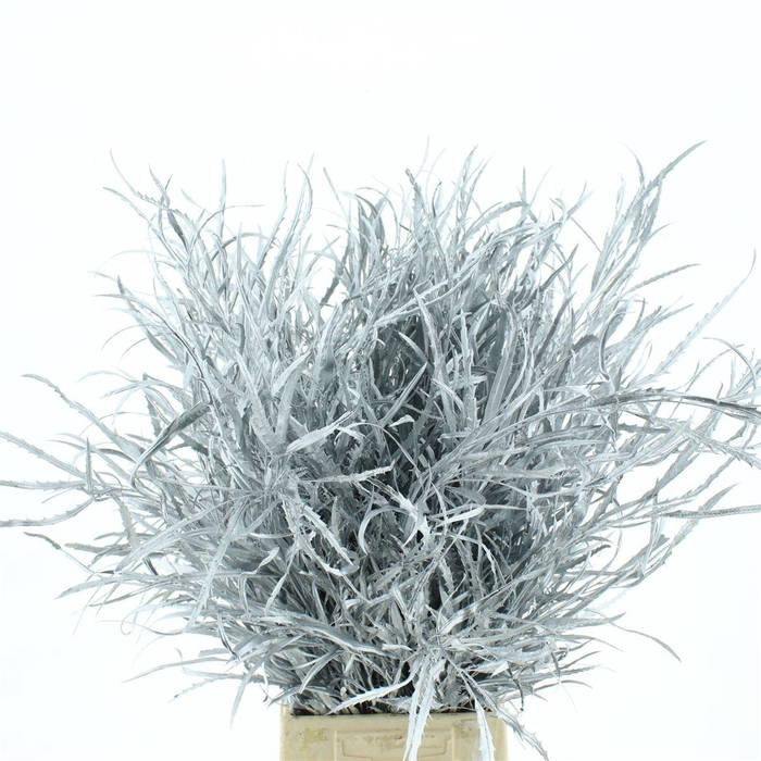 <h4>Grevilea Klb Zilver 200gr</h4>