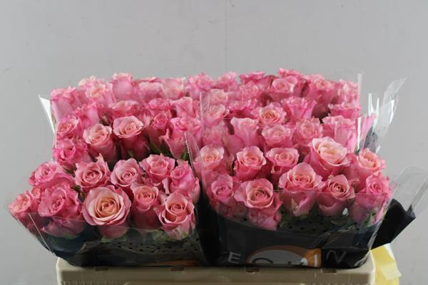 <h4>R Gr Ramonda L50</h4>