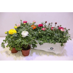 arr8 Ranun Sprink Dw Gem