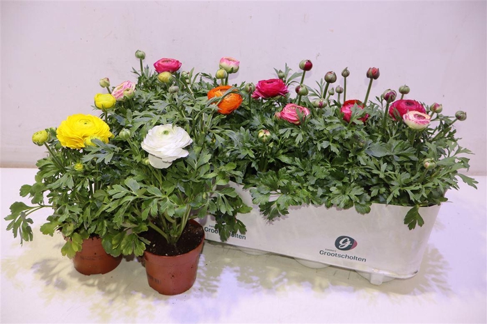 <h4>arr8 Ranun Sprink Dw Gem</h4>