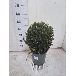 TAXUS M GROENLAND