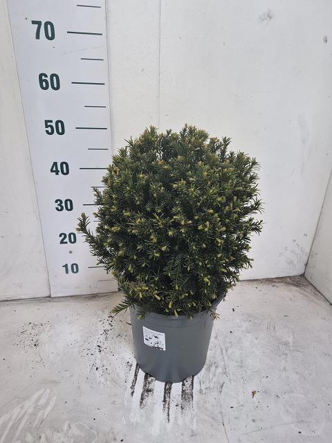 <h4>TAXUS M GROENLAND</h4>