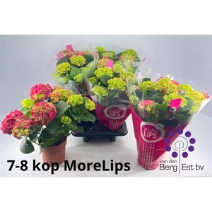 Hydrangea mac Hi Fire Red 14Ø 35cm 7fl