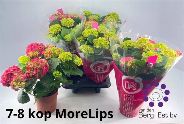 Hydrangea mac Hi Fire Red 14Ø 35cm 7fl