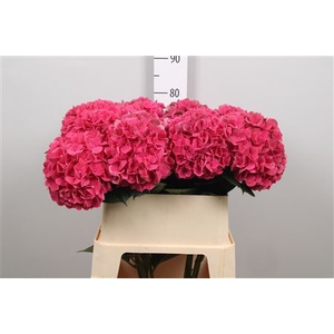 Hydr M Mag Pink Ruby