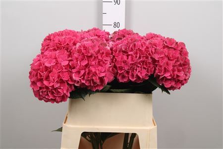 <h4>Hydr M Mag Pink Ruby</h4>