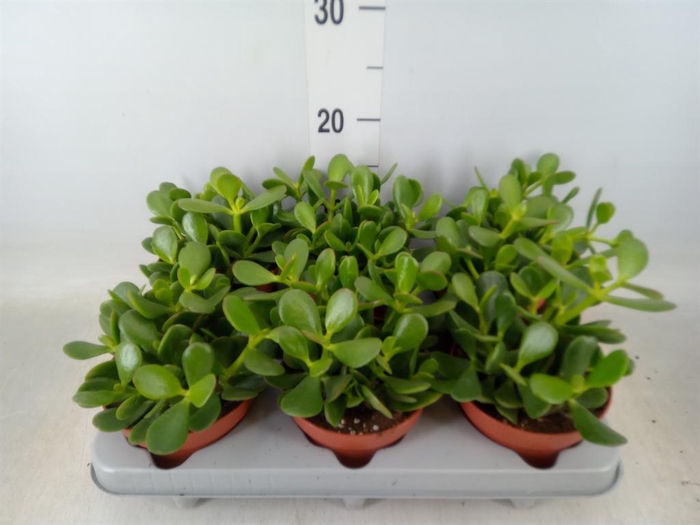 <h4>Crassula ovata</h4>