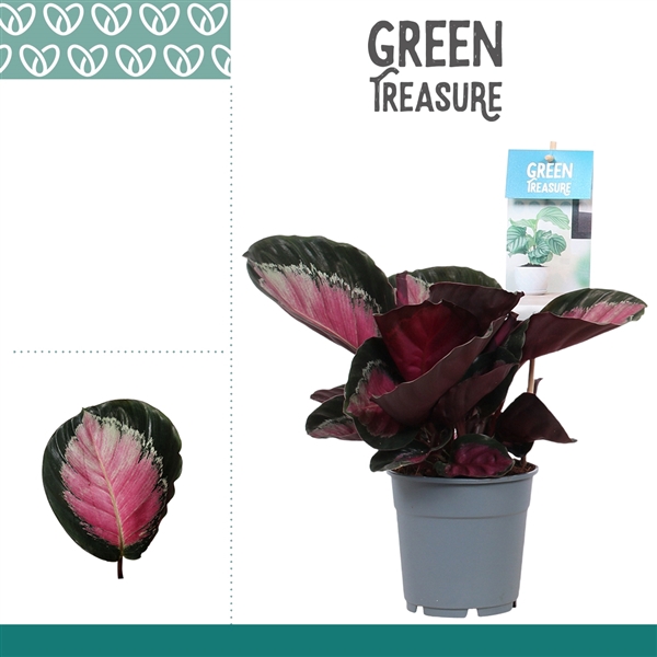 <h4>Calathea Rosy Roseo Picta</h4>