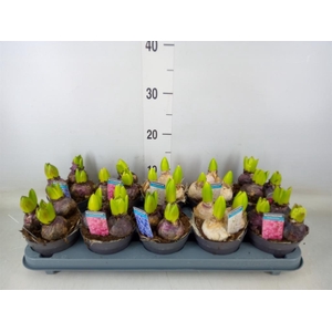 Hyacinthus orie.   ...mix 3