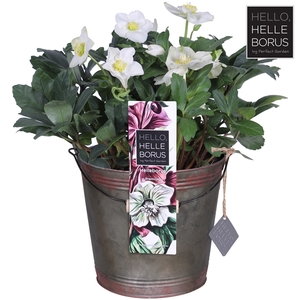 Helleborus niger 'Christmas Carol' P19 (Winter bucket)