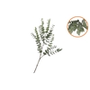 Silk Eucalyptus Green Stem 86cm