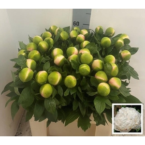 PAEO COL OWEN COUSIN