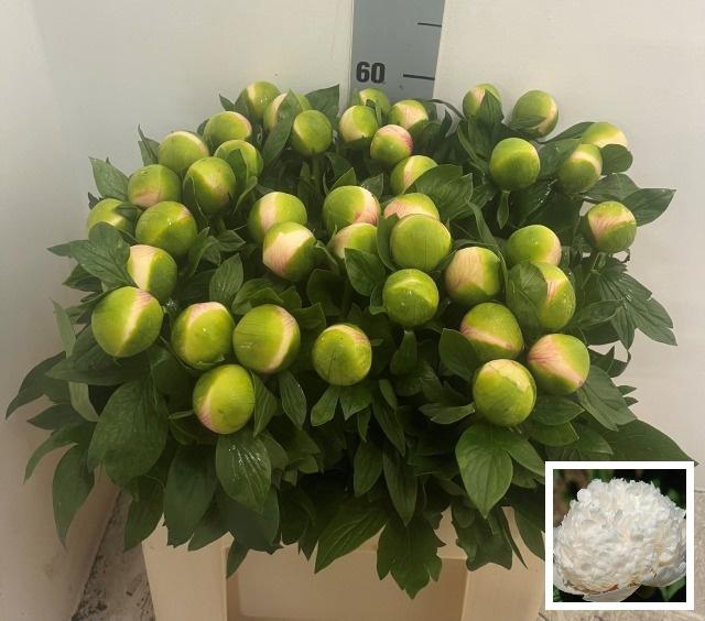 <h4>PAEO COL OWEN COUSIN</h4>