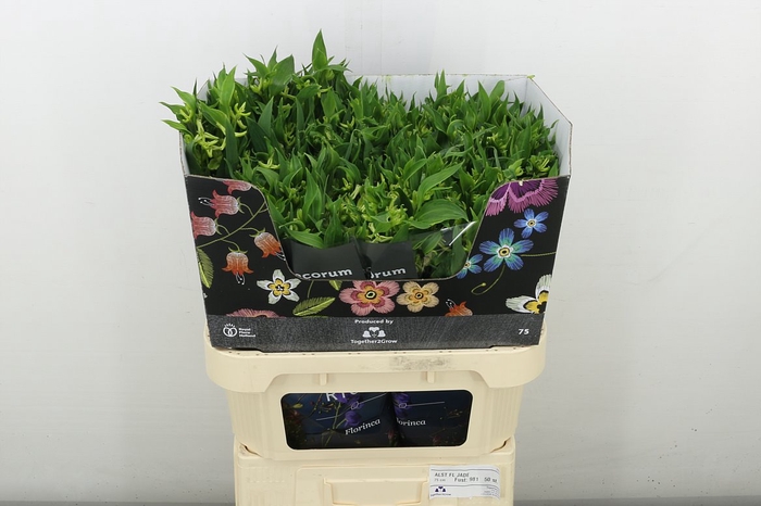 <h4>Alstr Flor Jade</h4>