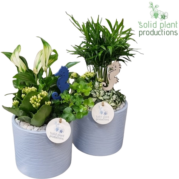 <h4>SC001 Amy Blue Mix</h4>