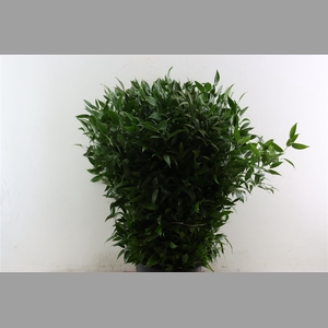 Ruscus Medium 120gr P Bunch