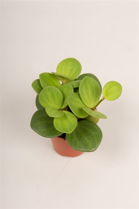 <h4>Peperomia tetraphylla 'Hope'</h4>