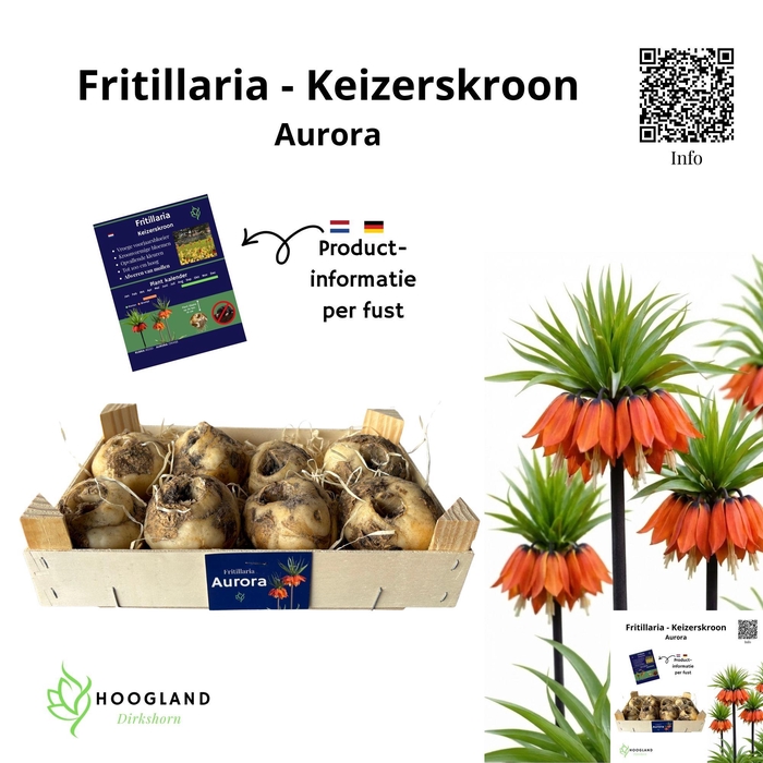 <h4>FRITILLARIA BOL</h4>