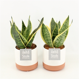 Sansevieria trifasciata Futura Superba in Milou keramiek