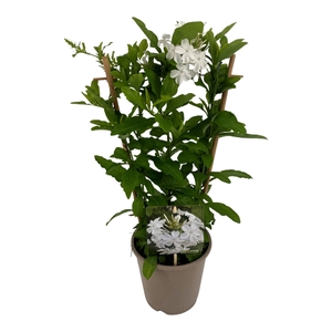 Plumbago indica