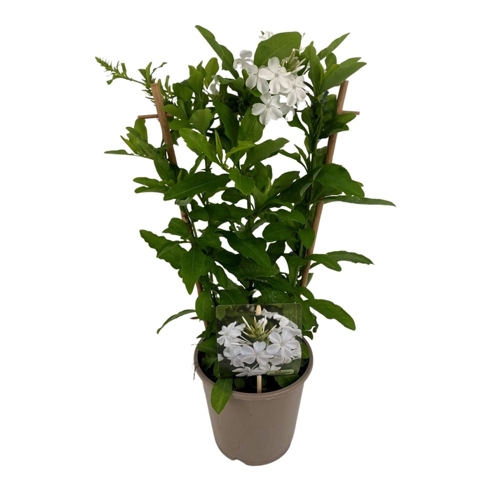 <h4>Plumbago indica</h4>