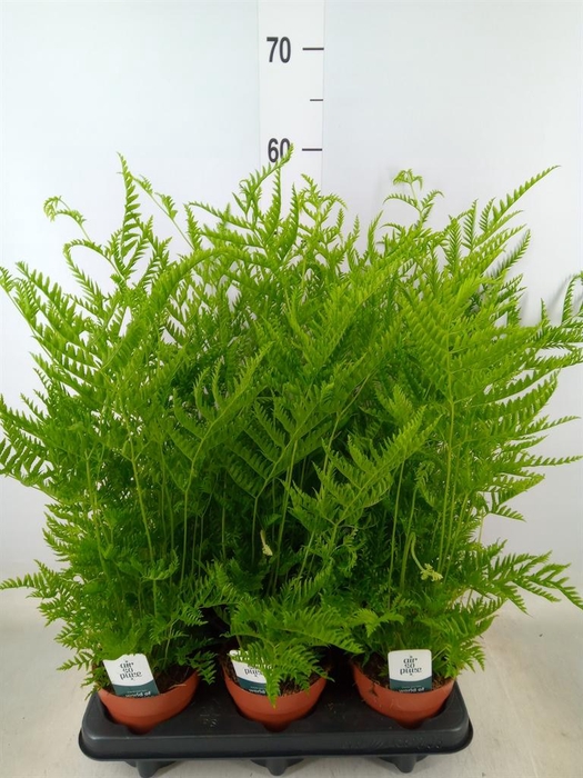 <h4>Pteris straminea</h4>