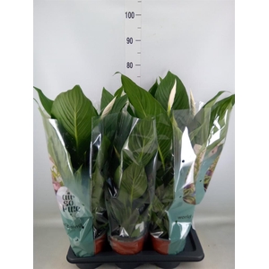 Spathiphyllum  'Bingo Cupido'