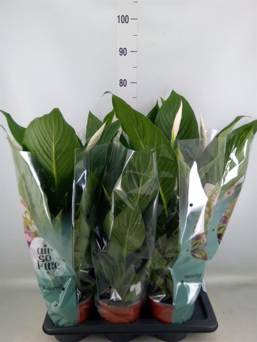 <h4>Spathiphyllum 'Bingo Cupido'</h4>
