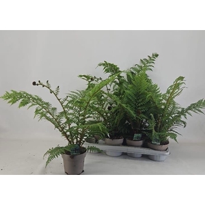 CYATHEA AUSTRALIS