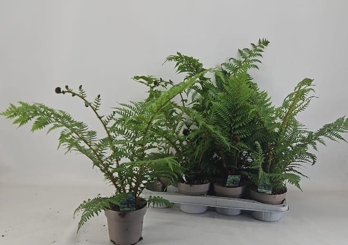 <h4>CYATHEA AUSTRALIS</h4>