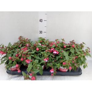 Fuchsia  'Bella Fuchsia Lydia'