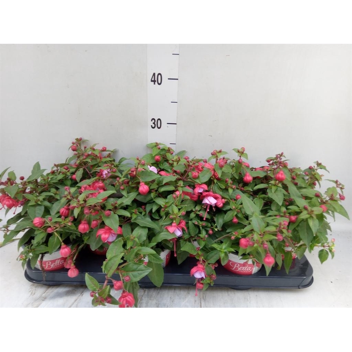 <h4>Fuchsia  'Bella Fuchsia Lydia'</h4>