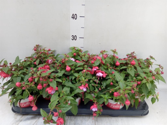 Fuchsia  'Bella Fuchsia Lydia'