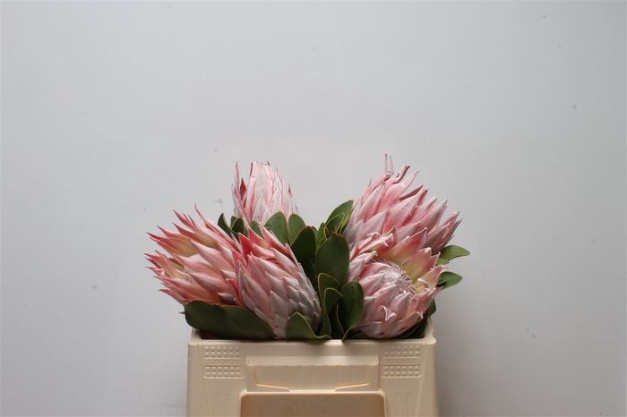 <h4>Protea Cynaroides</h4>
