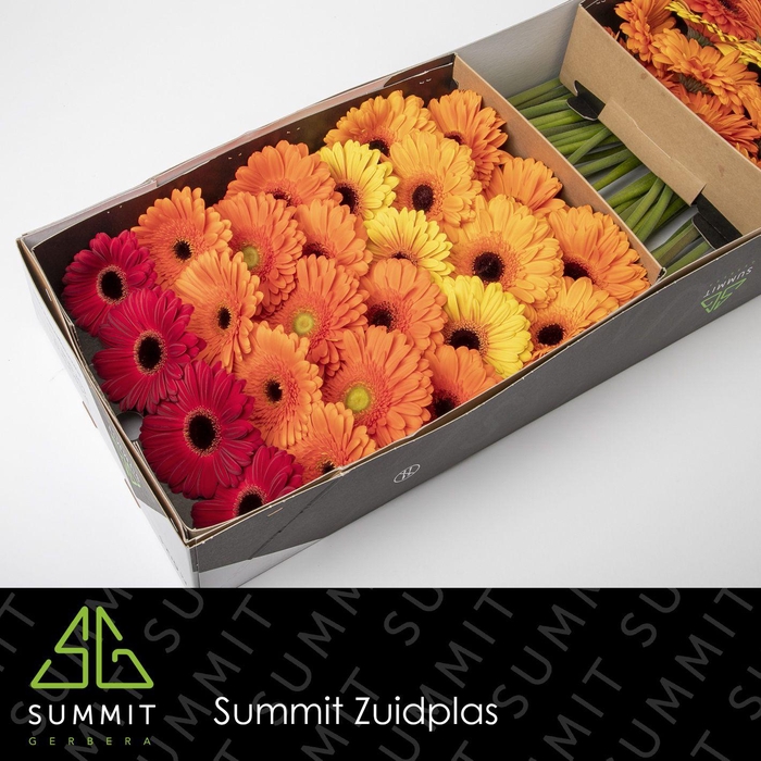 <h4>GE GR MIXED ORANGE MIX</h4>