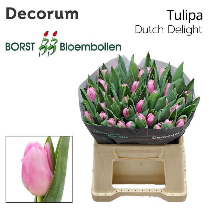 <h4>TULIPA EN 'DUTCH DELIGHT'</h4>