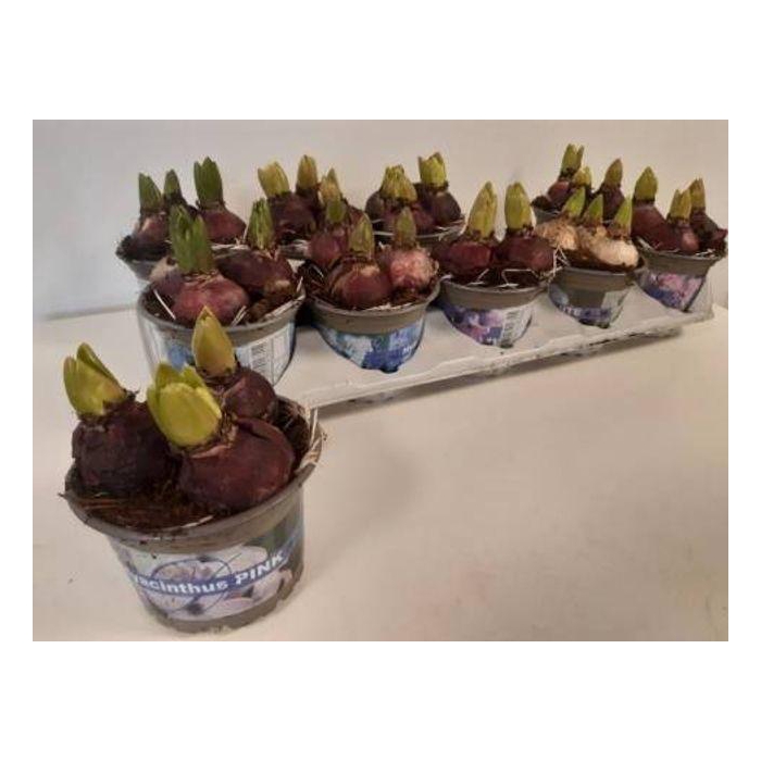 <h4>Hyacin Gem 4 Kl</h4>