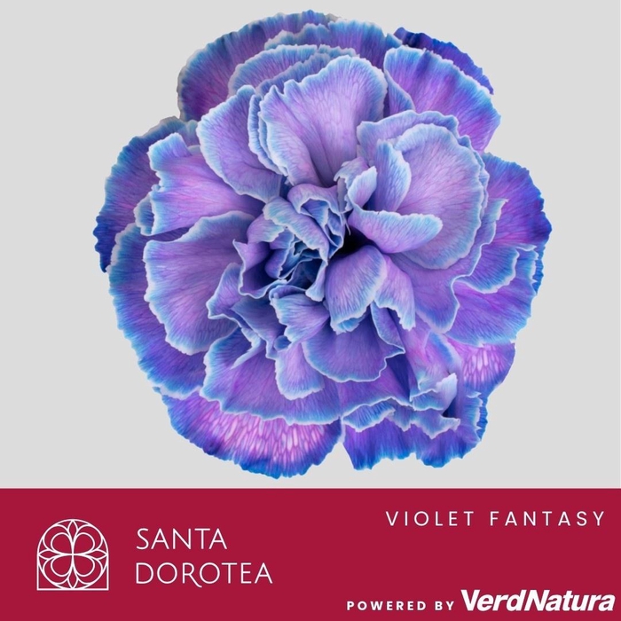 <h4>DI ST OV KLB H%</h4>