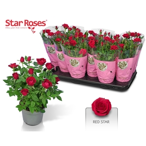 RO RED STAR