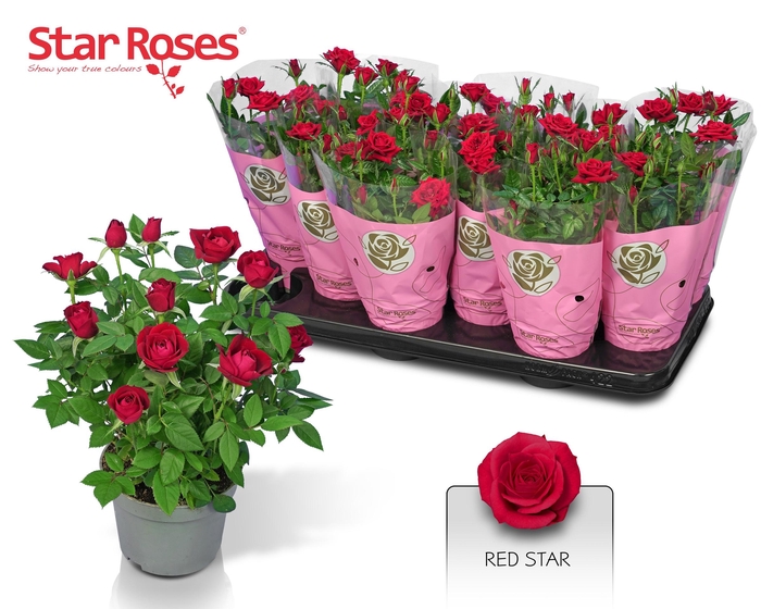 <h4>RO RED STAR</h4>