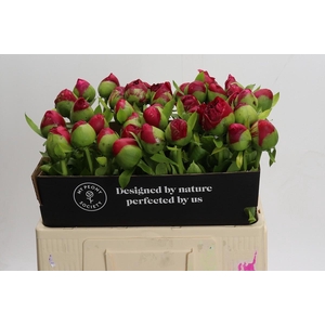 Paeonia Command Performance